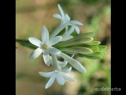 augmented_Polianthes tuberosa flower5_rotated_270.jpeg